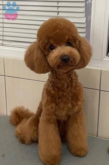 Toy Poodle 1,5 Yaşındaki Oğlumuza Dişi Arıyoruz