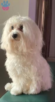 Maltese Terrier Oğlumuza Eş Arıyoruz