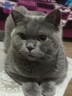 British Shorthair 9 Aylık Kedime Eş Arıyorum