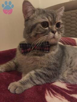 British Shorthair Erkek Kedime Gelin Adaylarımızı Bekliyoruz