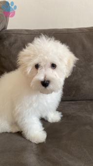 Maltese Terrier 1.5 Yaşında Köpeğime Eş Arıyorum