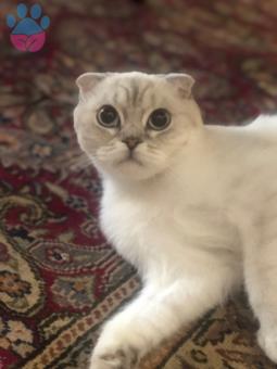 11 Aylık Scottish Fold Kızımıza Eş Arıyorum