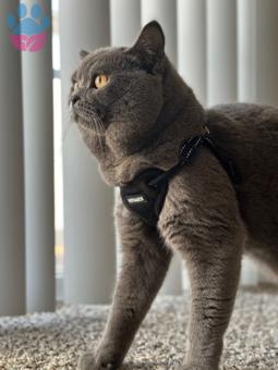 British Shorthair 1.5 Yaşında Kedime Eş Arıyorum