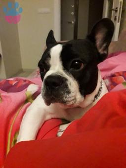 Dünya Tatlısı Fransız Bulldog Oğlumuza Eş arıyoruz ?