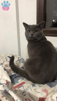 British Shorthair Kedime Eş Arıyorum Acil