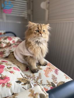 British Longhair Oğluma Eş Arıyorum