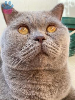 British Shorthair Oğlumuza Gelin Adayı Arıyoruz