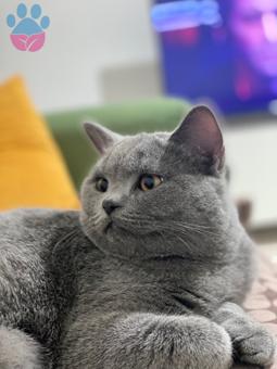 British Shorthair Oğlumuz Kızgınlık Döneminde