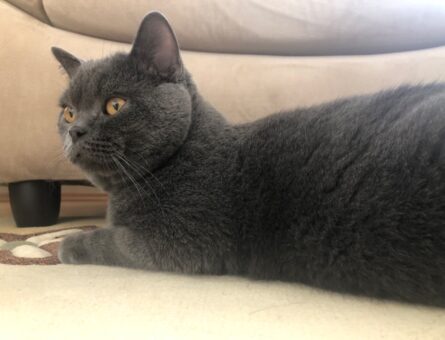 British Shorthair Oğlumuz Kızgınlıkta