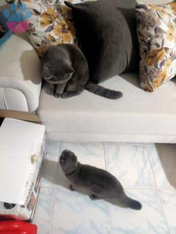 British Shorthair Oğlumuza Eş Arıyoruz