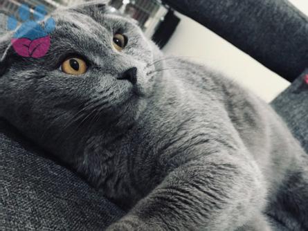 Scottish Fold Erkek Kedimize Dişi Eş Arıyoruz