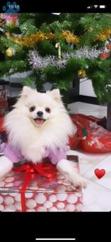 Pomeranian Boo Kızımıza Eş Arıyoruz