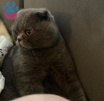 Scottish Fold Karam Eş Arıyorum