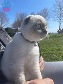 Scottish Fold Safkan Kedime Eş Arıyorum