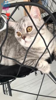 British Shorthair 10 Aylık Oğluma Eş Arıyorum