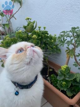 Exotic Shorthair 11 Aylık Dişi Eş Arıyoruz