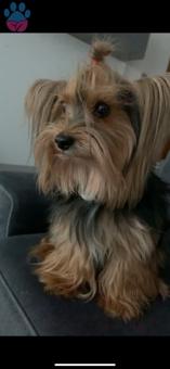 Yorkshire Terrier Oğlumuza İzmir Karşıyaka Dişi Eş Arıyoruz