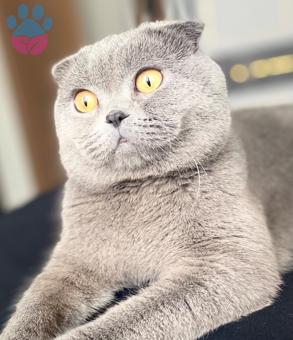 Scottish Fold Cinsi Oğlumuza Gelin Arıyoruz