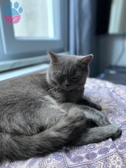 British Shorthair Oğlumuza Eş Arıyoruz 3 Yaşında