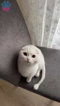 Scottish Fold 11 Aylık Dişi Kedime Eş Arıyorum