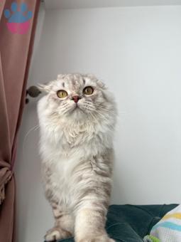 Scottish Fold 8 Aylık Lokum Eş Arıyor