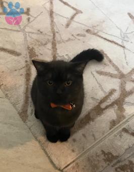 British Shorthair Oğluma Eş Arıyorum