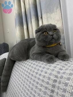 Scottish Fold Oğlum Barney Eş Aramaktadır