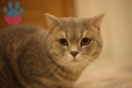 British Shorthair Erkek 1 Buçuk Yaşında Kızgınlıkta