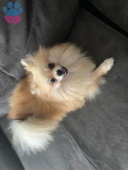 Pomeranian Boo 1 Yaşında Dişiyiz Eş Arıyoruz