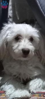 Maltese Terrier Oğlumuza Dişi Eş Arıyoruz