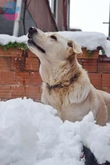 Golden Retriever Oğluma Eş Arıyorum