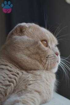 Scottish Fold Oğluşuma Eş Arıyorum