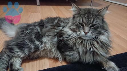 Erkek Maine Coon