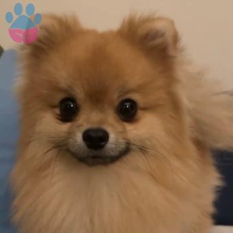 Pomeranian Boo Safkan Oğluma Dişi Arıyorum