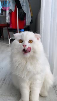 Scottish Fold Beyaz Kedime Eş Arıyorum