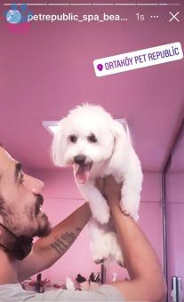 Maltese Terrier Yakışıklı Oğluma Gelin Arıyorum