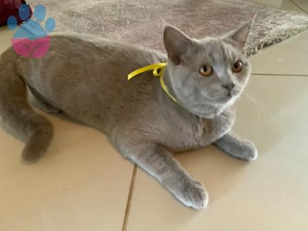 Antalya&#8217;da British Shorthair Kızımıza Eş Arıyoruz