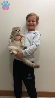 British Shorthair 1 Yaşındaki Oğluma Eş Arıyorum