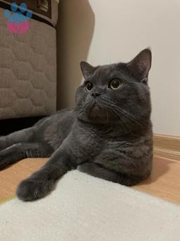 British Shorthair Oğluma Eş Arıyorum