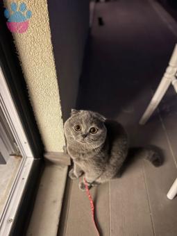 Scottish Fold Erkek Kedime Dişi British Arıyorum