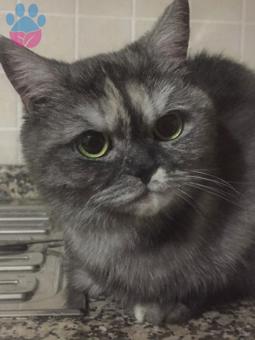 British Shorthair Kızıma Eş Arıyorum