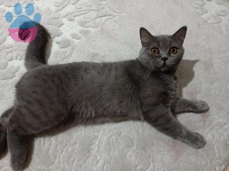 11 Aylık British Shorthair Oğlumuz Paşa&#8217;ya Eş Arıyoruz