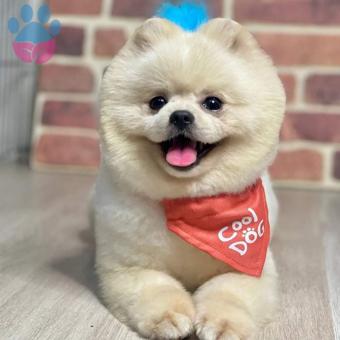 Pomeranian Boo Yakışıklı Oğlumuzu Çiftleştirmek İstiyoruz