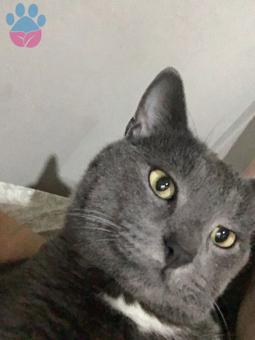 Russian Blue Oğlumuz Dumana Eş Arıyoruz