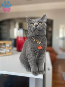 British Shorthair 11 Aylık Oğluma Eş Aranıyor