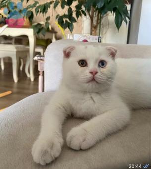 Scottish Fold 11 Aylık Kedim Kızgınlıkta