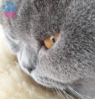 British Shorthair Yakışıklımıza, Bir Güzel Arıyoruz