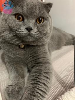 Scottish Fold Kehribar Gözlü Oğlum Kedime Eş Arıyorum