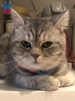 British Shorthair Silver Tabby Oğluma Eş Arıyorum