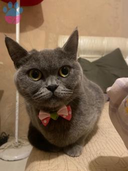 British Shorthair 1 Yaşında Kedime Eş Arıyorum